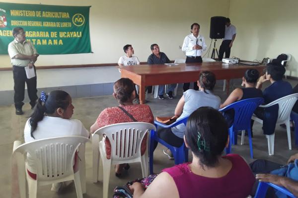 Capacitacion cultivo de Cacao en Contamana